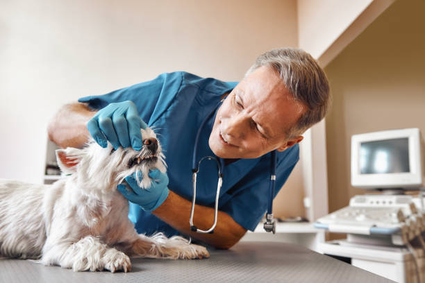 Best Emergency Root Canal Treatment in Falconer, NY